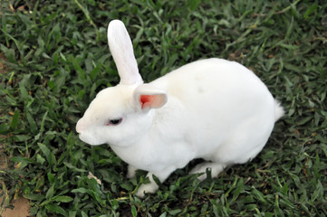 Rabbit