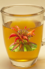 Kräutertee aus Monardenblüten