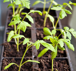 Tomato beginning