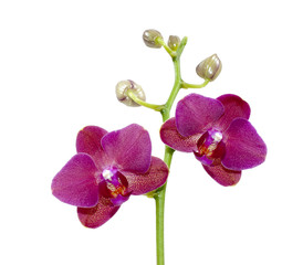 Obraz premium Orchid