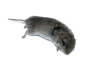 Mouse