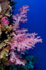 Fototapeta na wymiar Soft corals with copy space - see more UNDERWATER IMAGES.