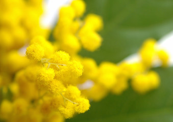Mimose