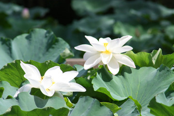Two white lotuses in a pond