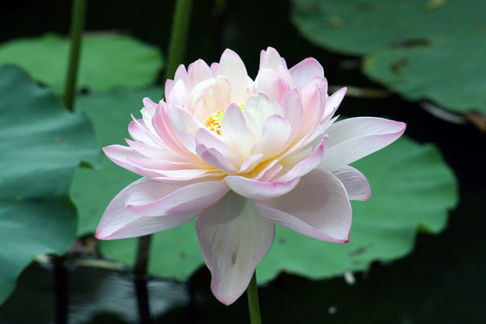 A single pink double lotus