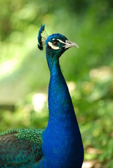 Fototapeta premium Pavone