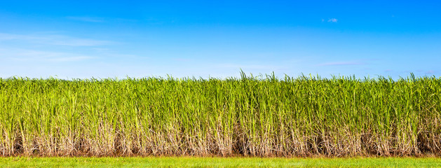 Panorama of sugar cane plantation, Queensland, Australia