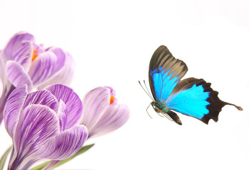 Pink crocuses with papilio ulysses