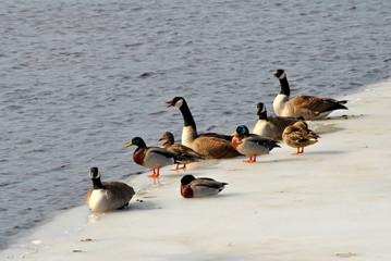 Birds on an Icy Pond