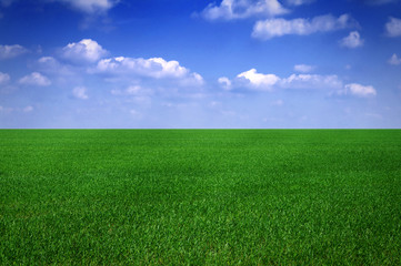 Wiese vor blauem Himmel