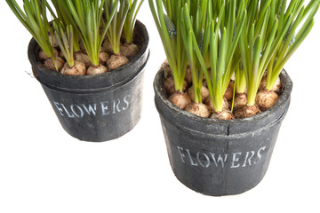 Two fresh blue grapes in a bucket isolated on white