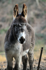 Fototapeta premium âne