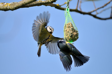 vol de mésange autour d'une boule à graisse