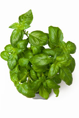 Basil