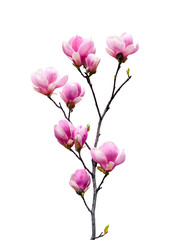 Pink magnolia flowers isolated on white background - obrazy, fototapety, plakaty
