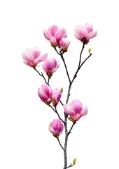 Fotobehang Roze magnolia bloemen geïsoleerd op een witte achtergrond © tending