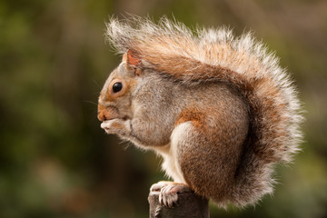 Grey Squirrel