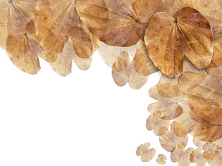 Dry brown leaf web page background