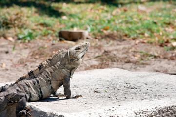 Iguana