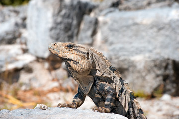 Iguana