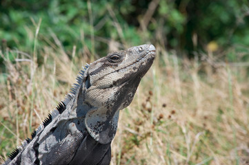 Iguana