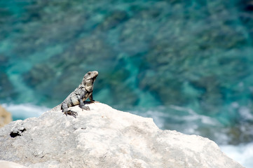iguana