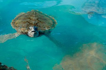 Turtle