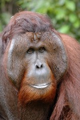 The adult male of the Orangutan.