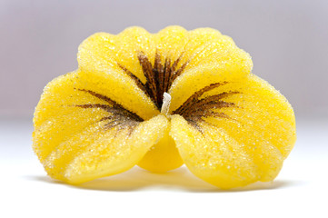 Beautiful yellow flower