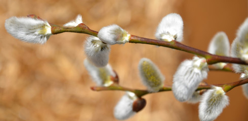 branche...bourgeons