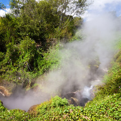 Fototapeta na wymiar Steam in forest