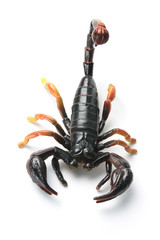 Plastic Scorpion