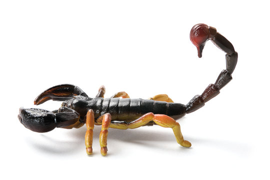 รูปภาพStinger – เลือกดูภาพถ่ายสต็อก เวกเตอร์ และวิดีโอ79,655 | Adobe Stock