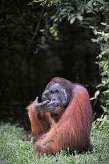 The adult male of the Orangutan.