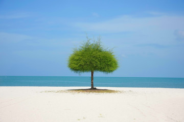 alone green tree on sand beach