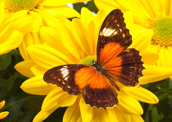 Red Lacewing Butterfly