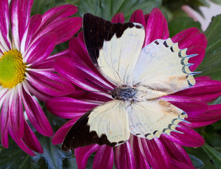 Jewel Nawab Butterfly