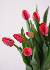 bouquet de  tulipes 2