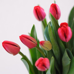 tulipes roses