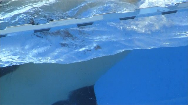 Orca