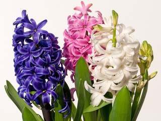 Hyacinthus