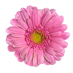 Beautiful Pink Gerbera Flower Isolated on White