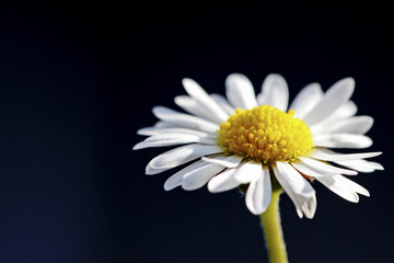 G&auml;nsebl&uuml;mchen