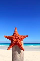Fototapeta na wymiar caribbean starfish on wood pole beach