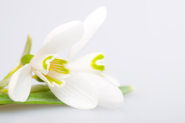 schneegl&ouml;ckchen