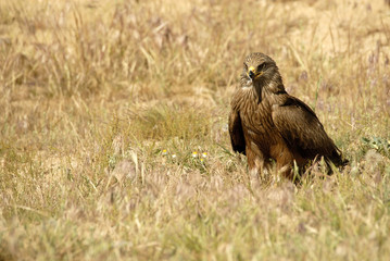 Milano negro en la estepa