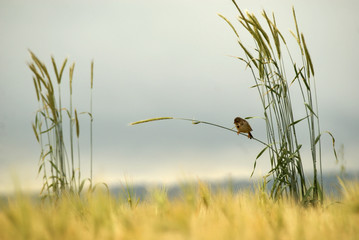 Fototapeta premium triguero en los cereales