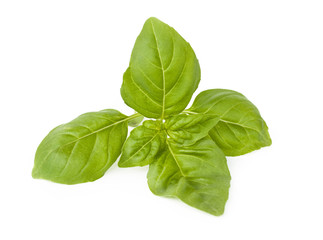 Green basil leaves