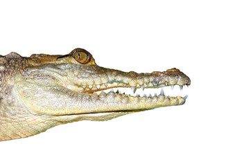 crocodile face portrait macro detail isolated on white