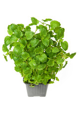 Lemon balm